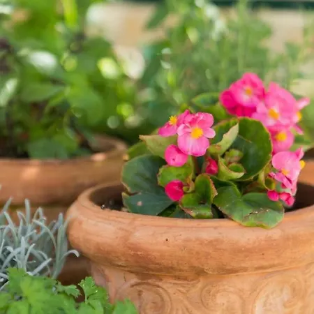 Dora - Nice Courtyard *